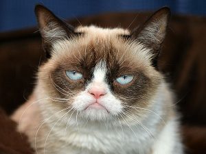 grumpy-cat